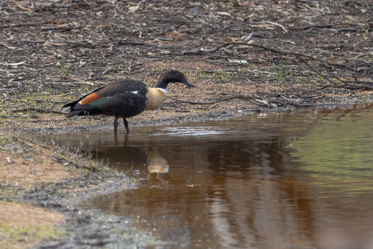 Australian Shelduck - ML645901848