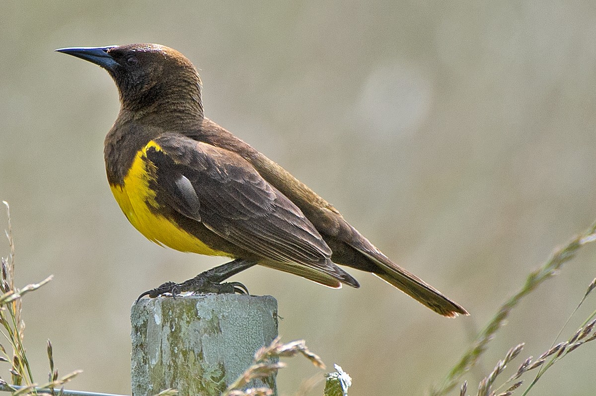 Brown-and-yellow Marshbird - ML645901866