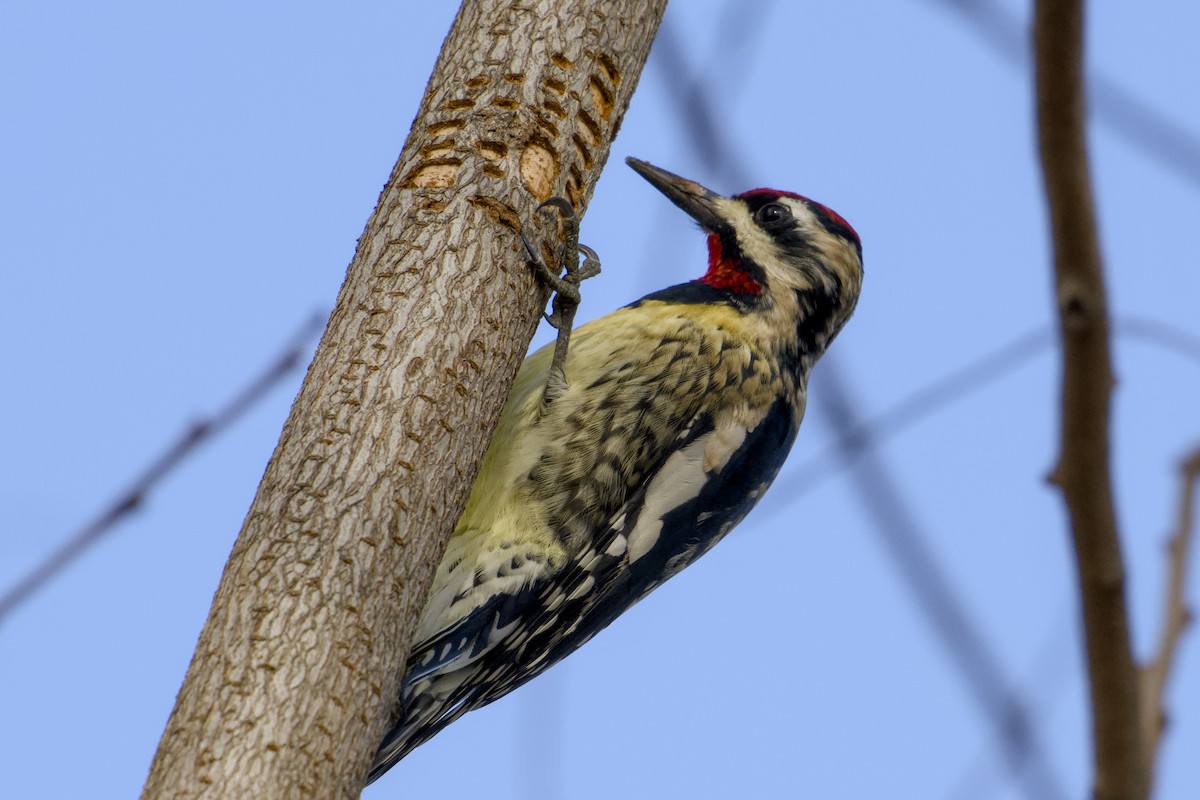 Yellow-bellied Sapsucker - ML645901867