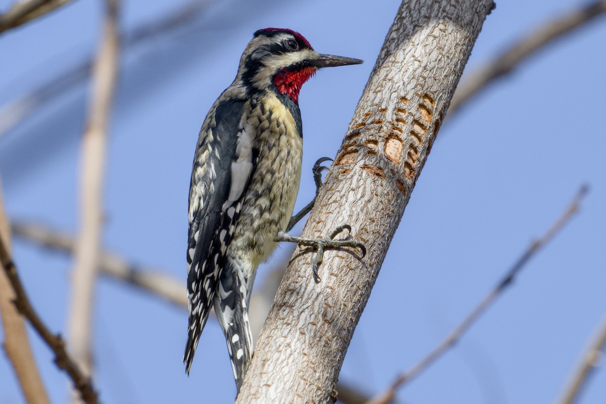 Yellow-bellied Sapsucker - ML645901868