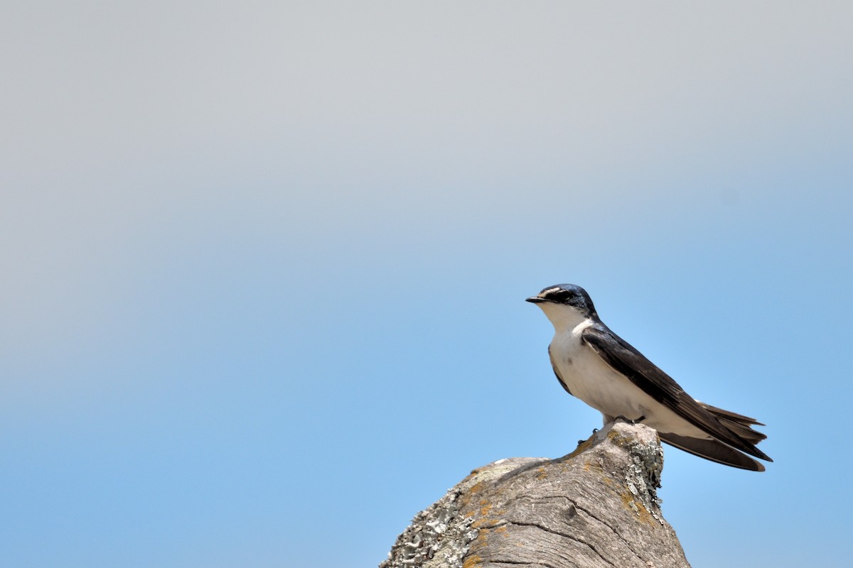 Ak Sokumlu Kırlangıç - ML645901872