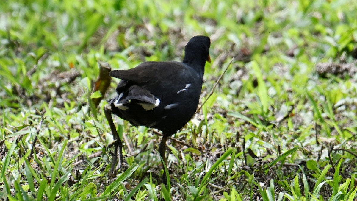 Курочка латиноамериканська - ML645901875