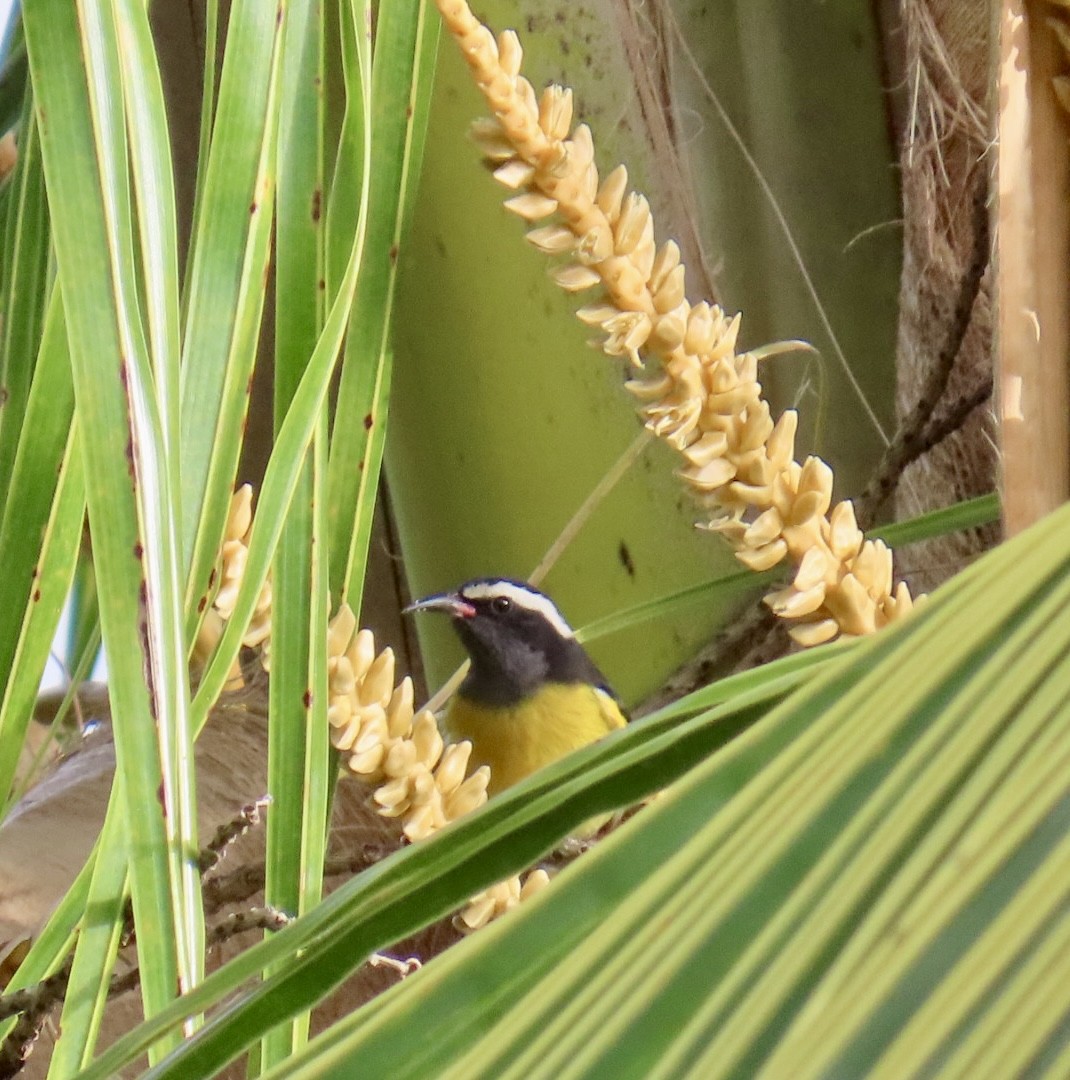 Bananaquit - ML645901878