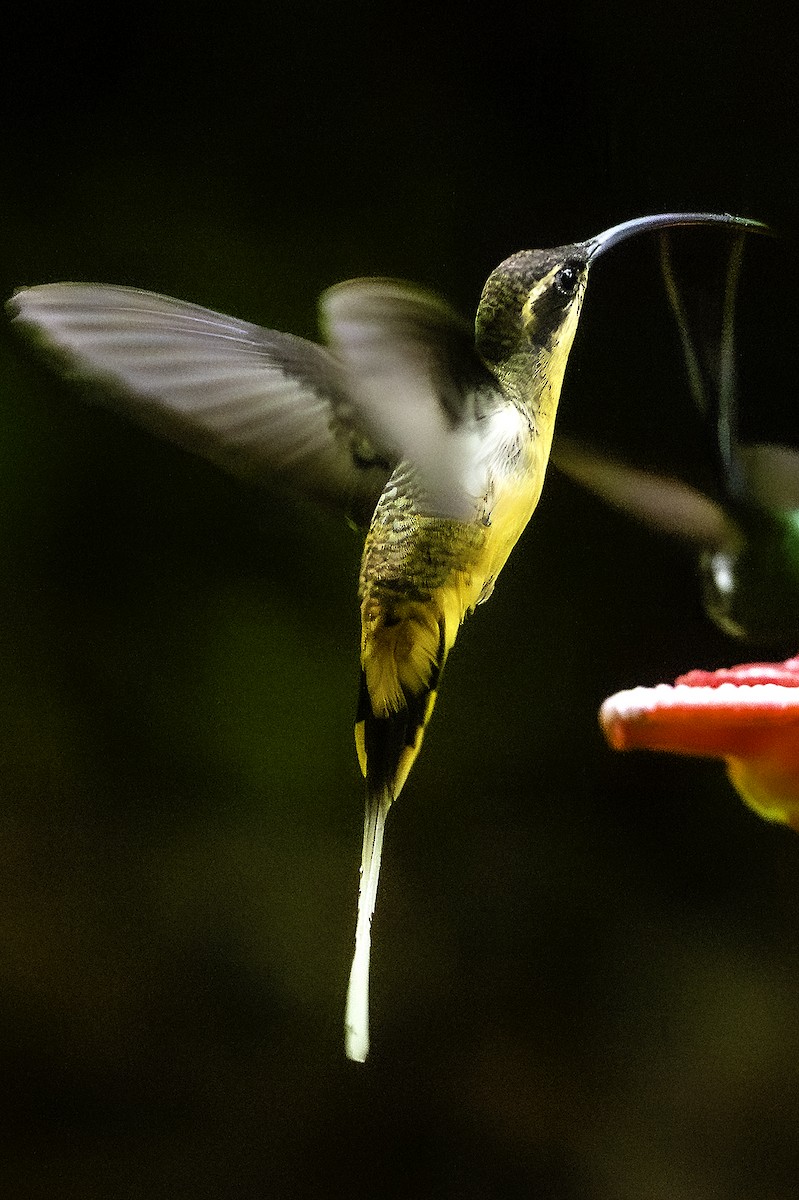 Ermite à ventre fauve - ML645901897