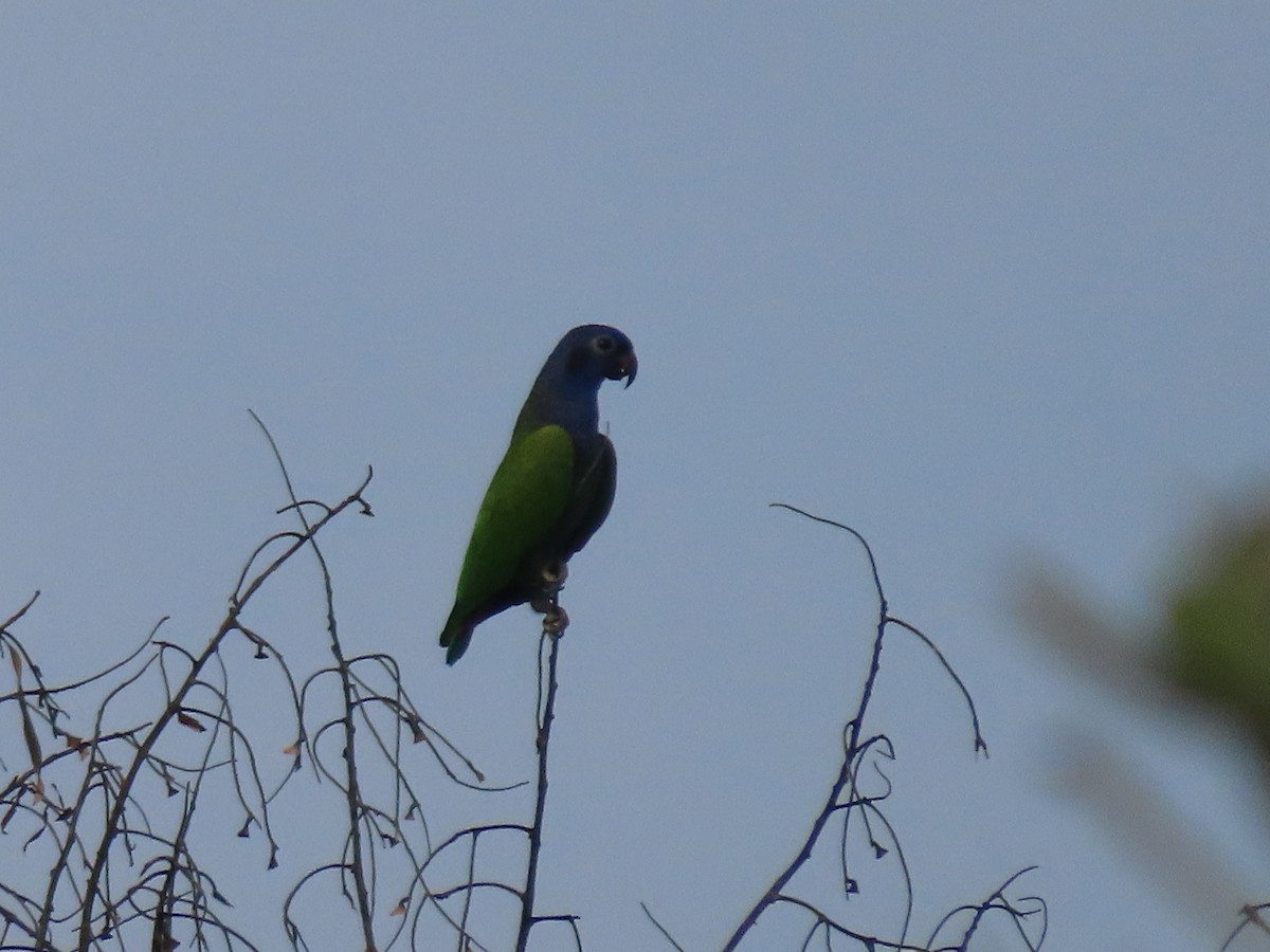 Blue-headed Parrot - ML645901899