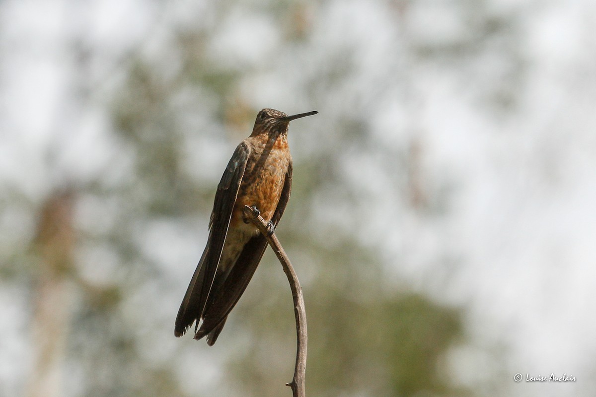 kolibřík velký - ML645901901