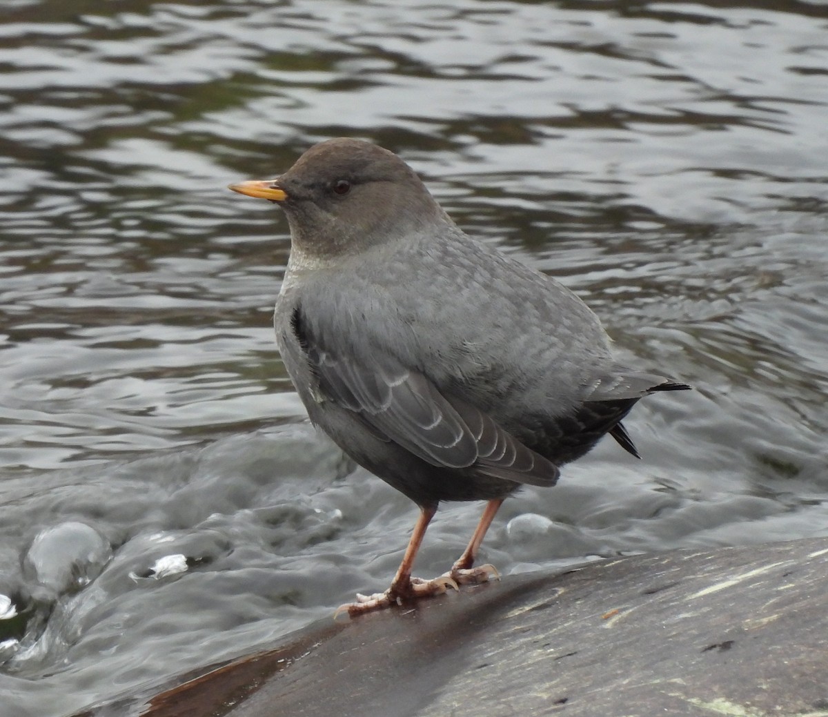 Ur-zozo iparramerikarra - ML645901903