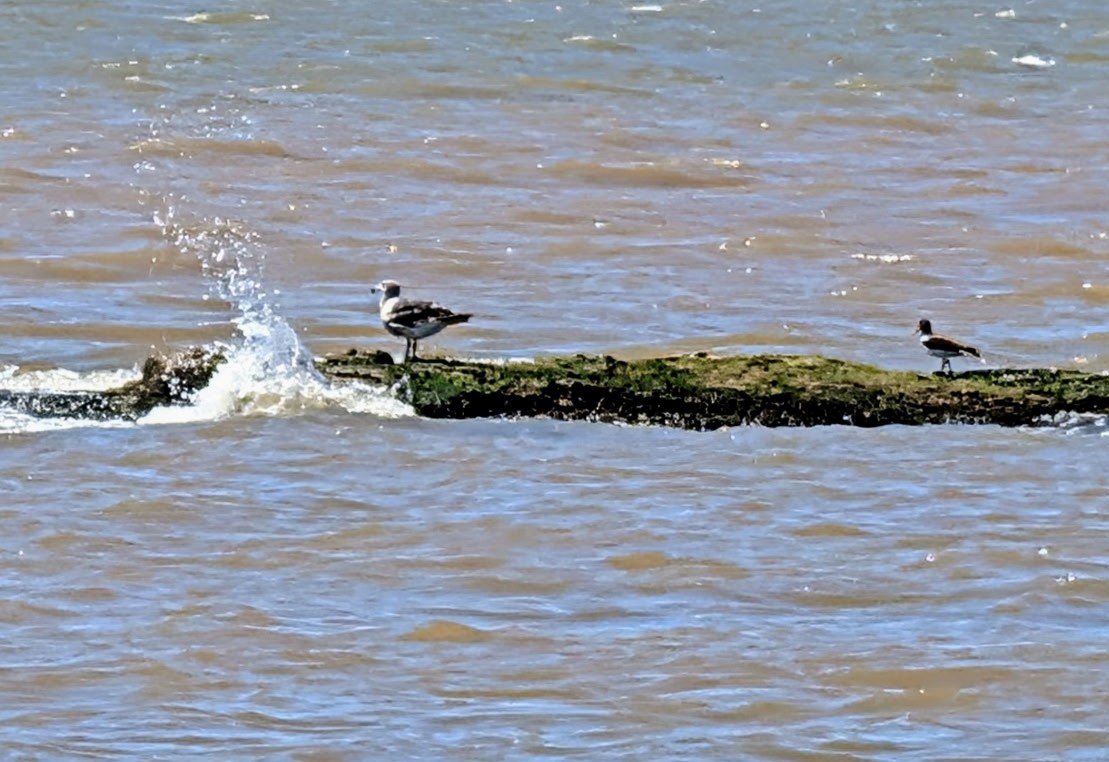 アルゼンチンカモメ - ML645901905