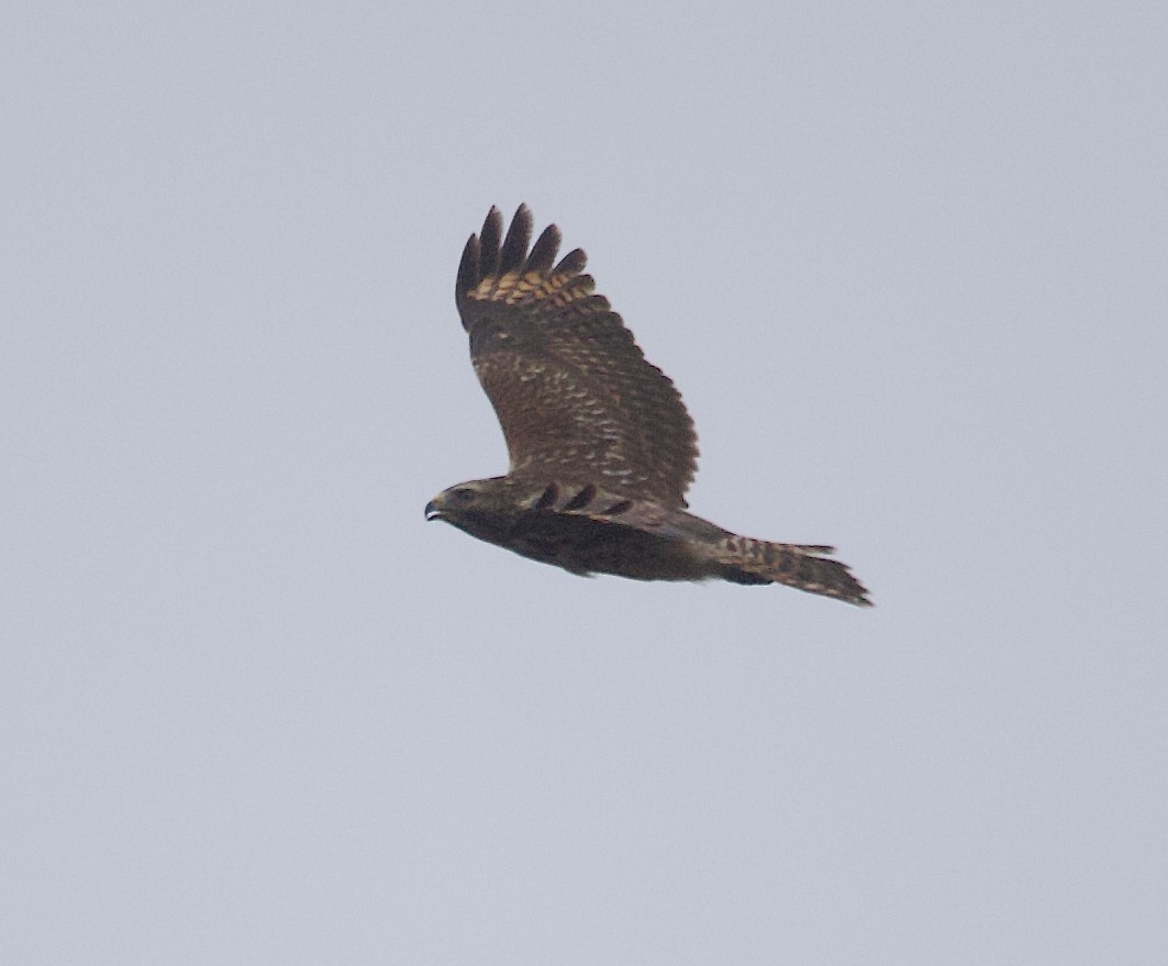 Red-shouldered Hawk - ML645901911