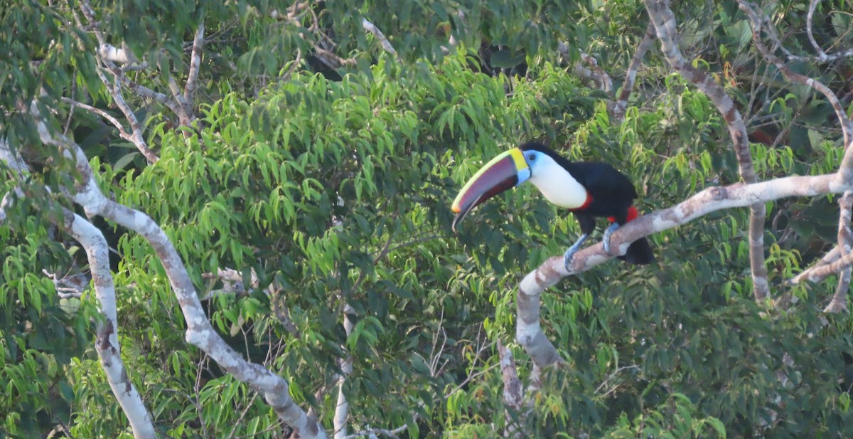 Tucán Pechiblanco - ML645901926
