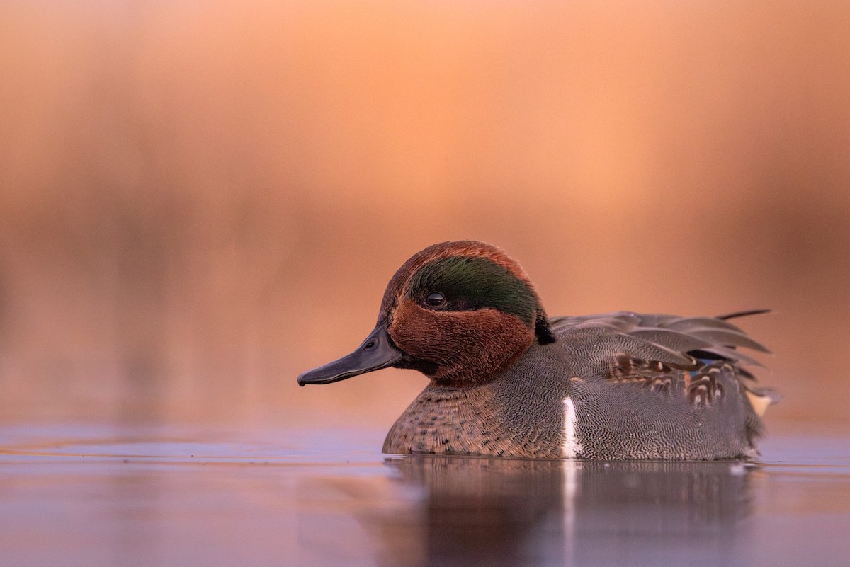 krikkand - ML645901928