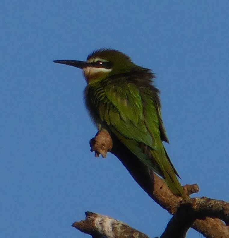 Olive Bee-eater - ML645901934