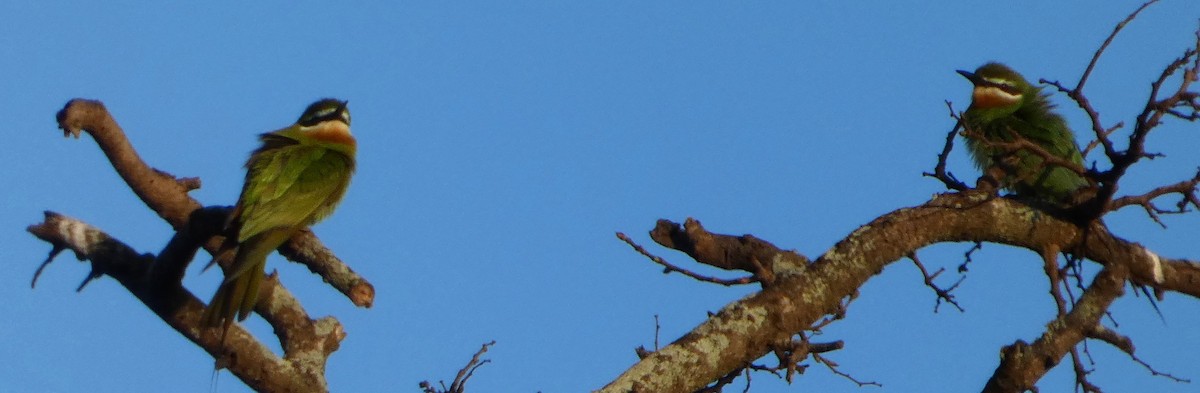 Olive Bee-eater - ML645901935