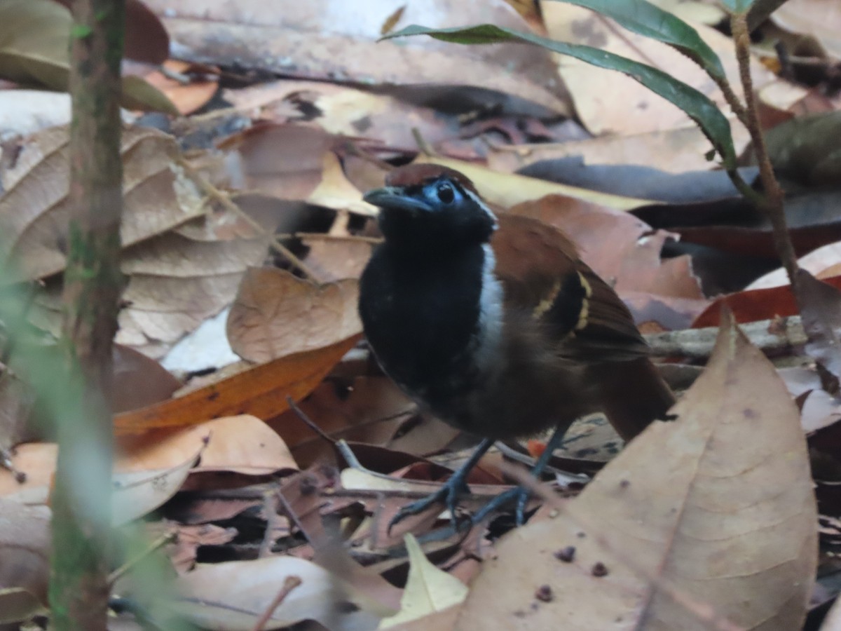 Ferruginous-backed Antbird - ML645901943