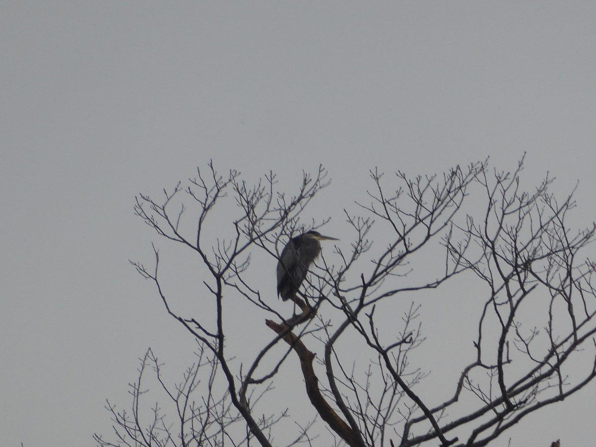 Garza Azulada - ML645901945