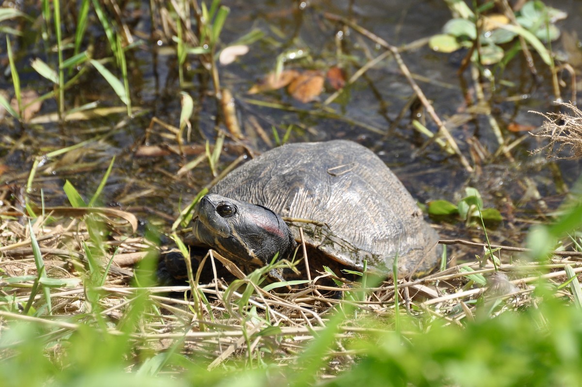 Red-eared Slider - ML645901946