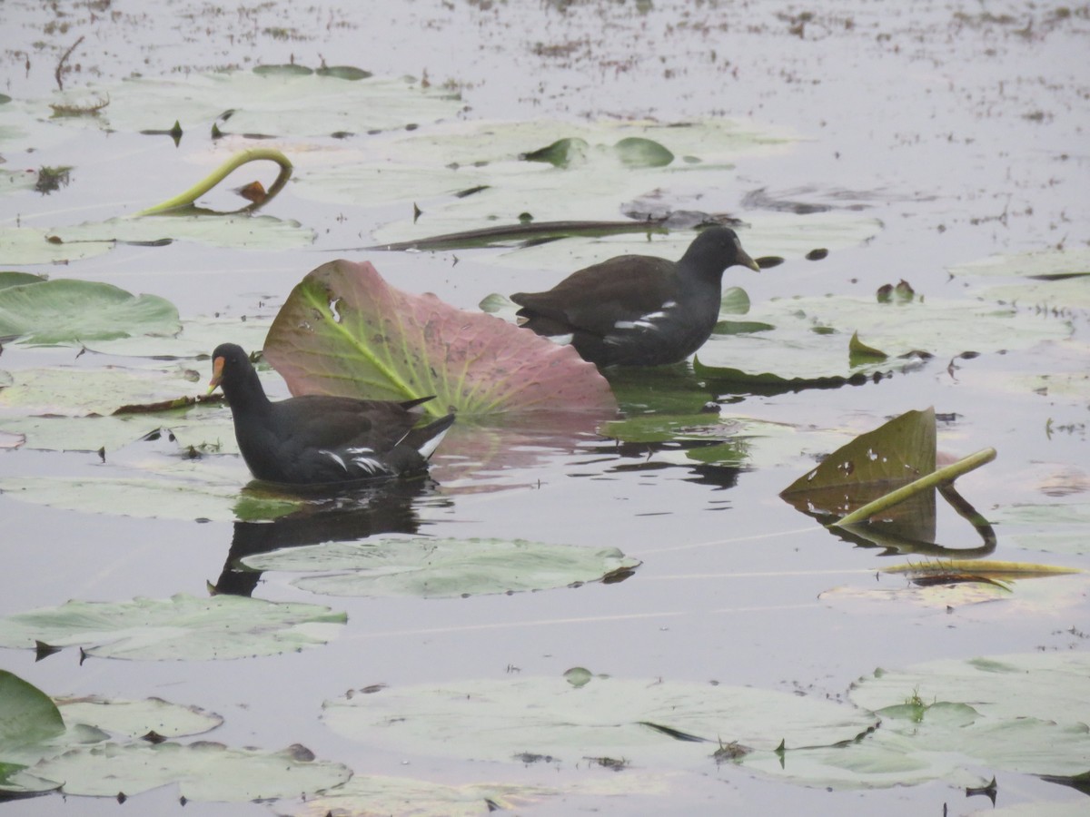 Курочка латиноамериканська - ML645901950