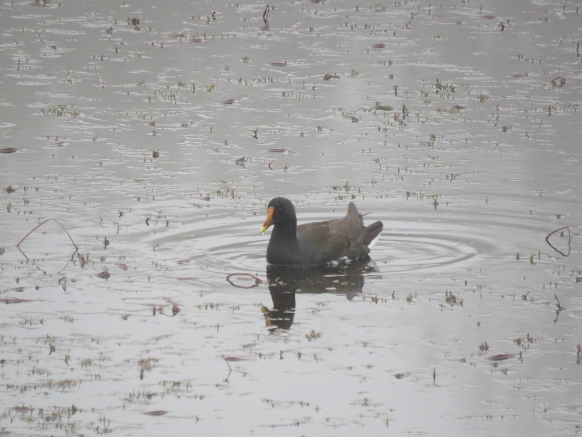 Курочка латиноамериканська - ML645901951