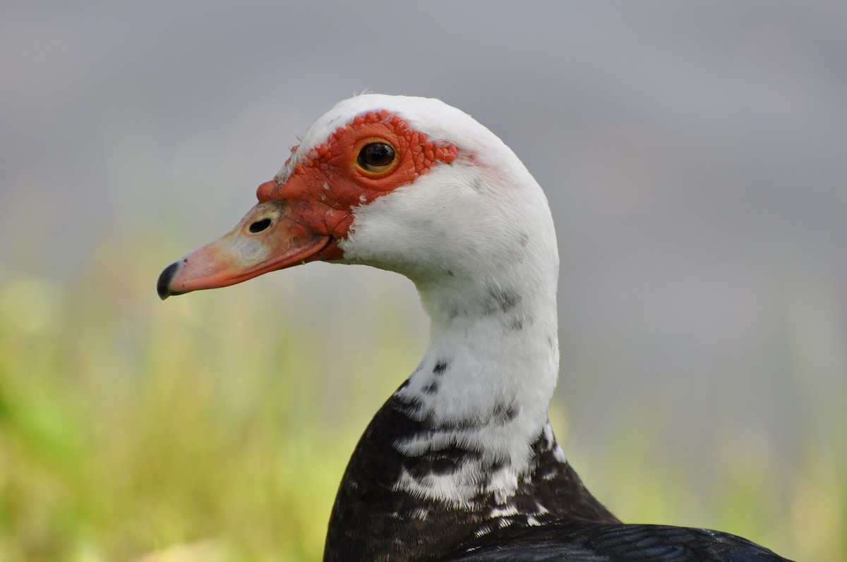 Muscovy Duck (Domestic type) - ML645901954