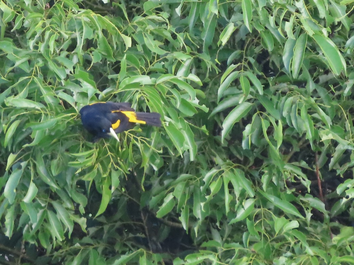 Yellow-rumped Cacique - ML645901983