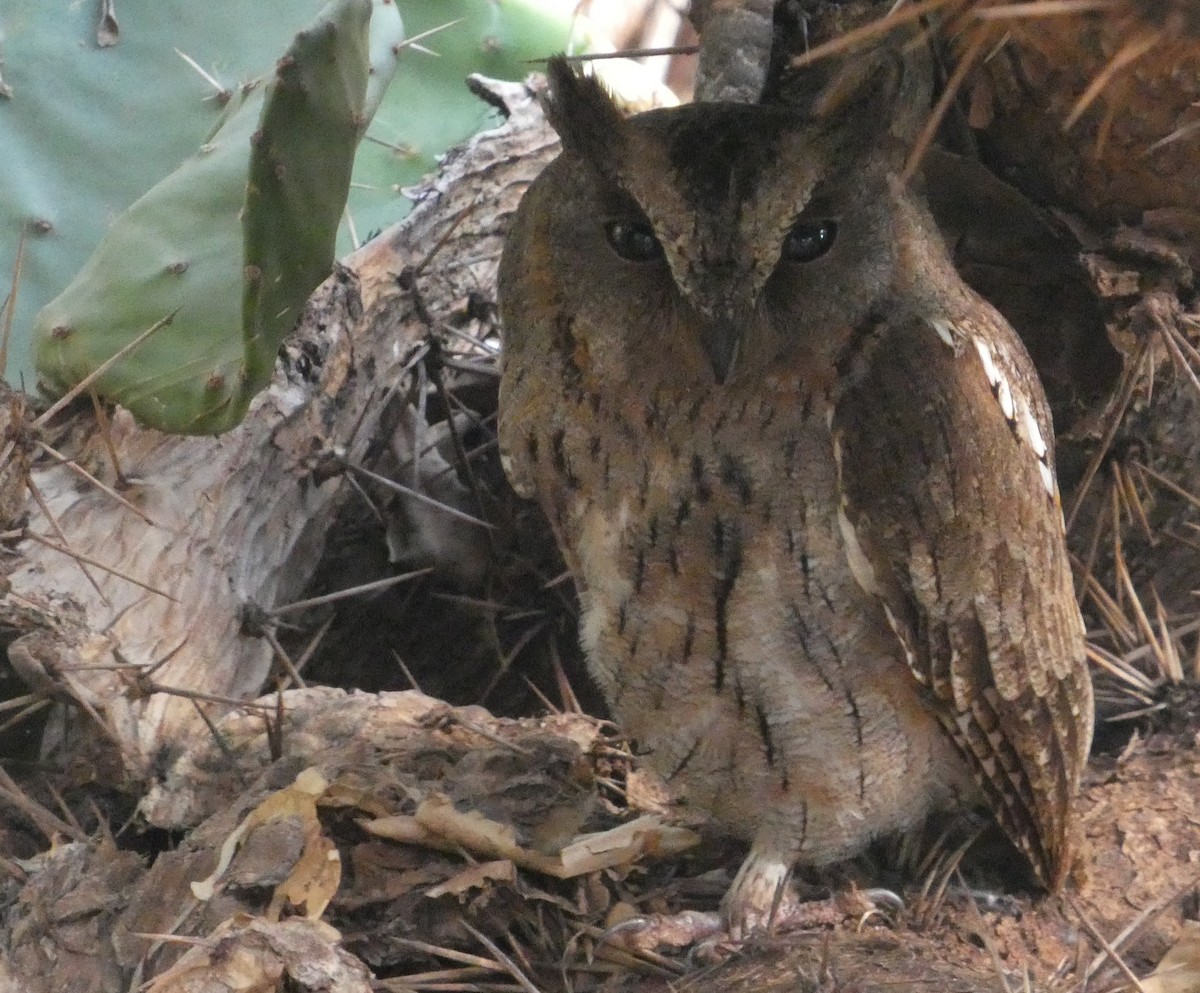 Madagascar Scops-Owl (Torotoroka) - ML645901984