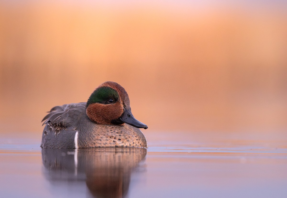 krikkand - ML645901985