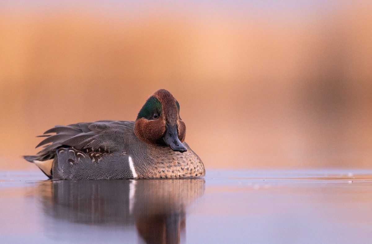 krikkand - ML645901986