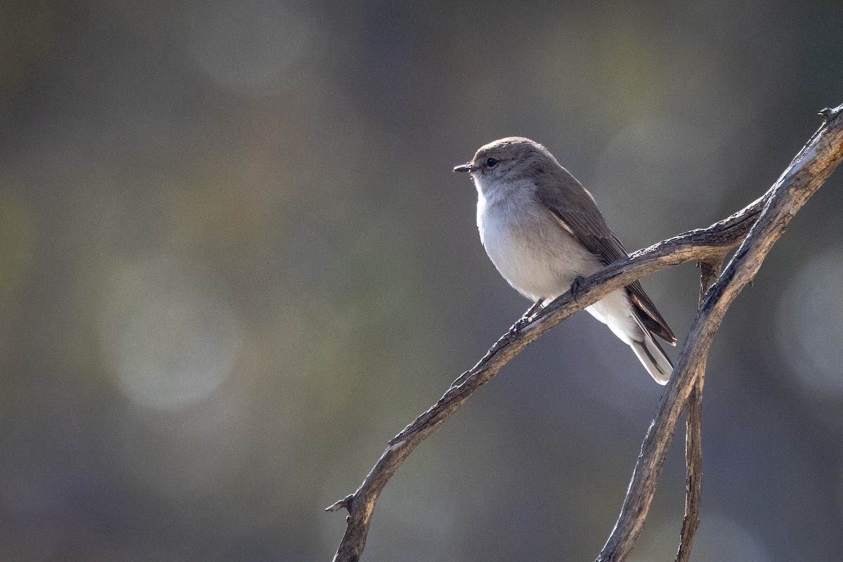 Avustalya Şakıcı Sinekkapanı - ML645901992