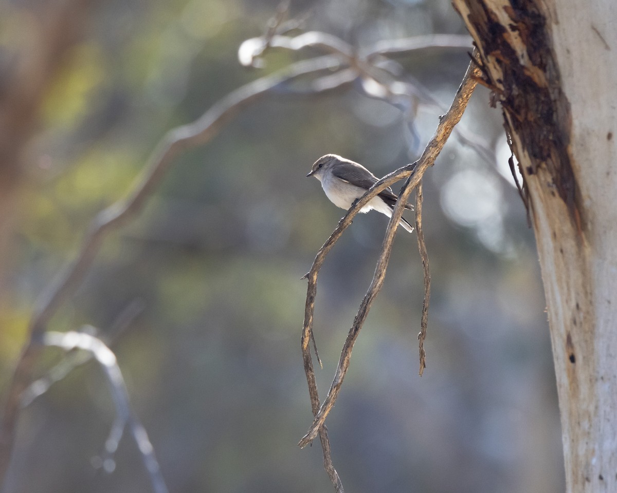Avustalya Şakıcı Sinekkapanı - ML645901993
