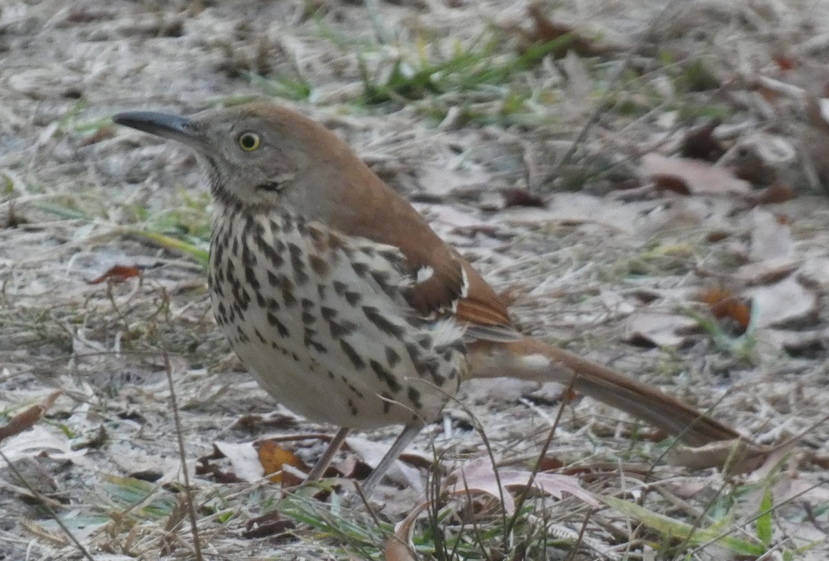 דשוש חום - ML645901994