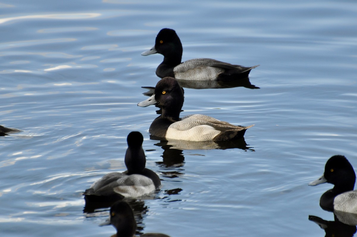 Lesser Scaup - ML645901998