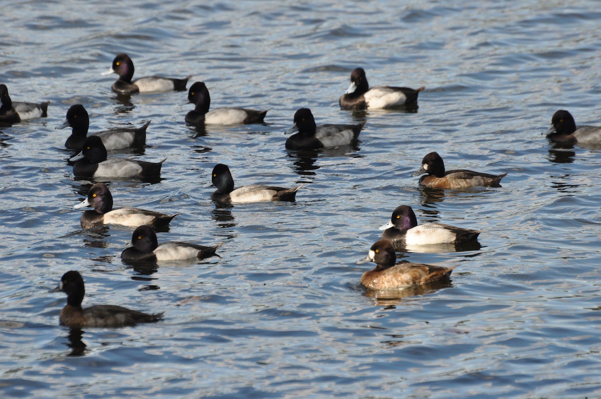 Lesser Scaup - ML645901999