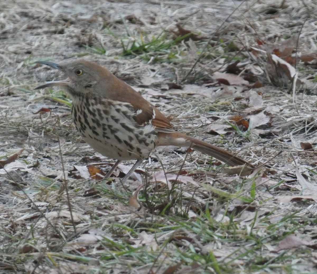 דשוש חום - ML645902001