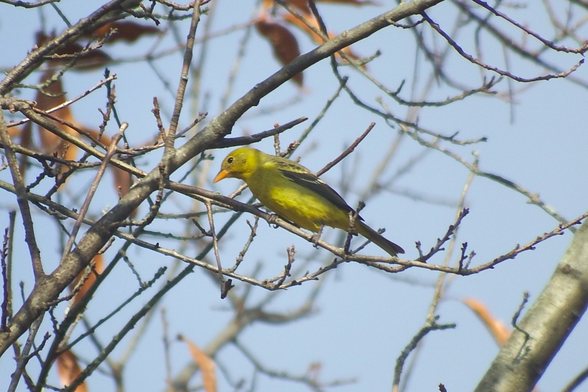 Western Tanager - ML645902002