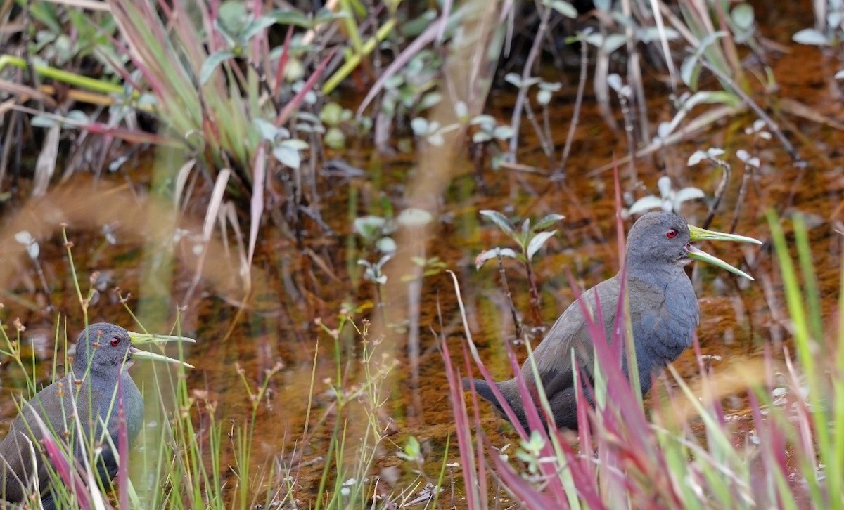 Râle noirâtre - ML645902005