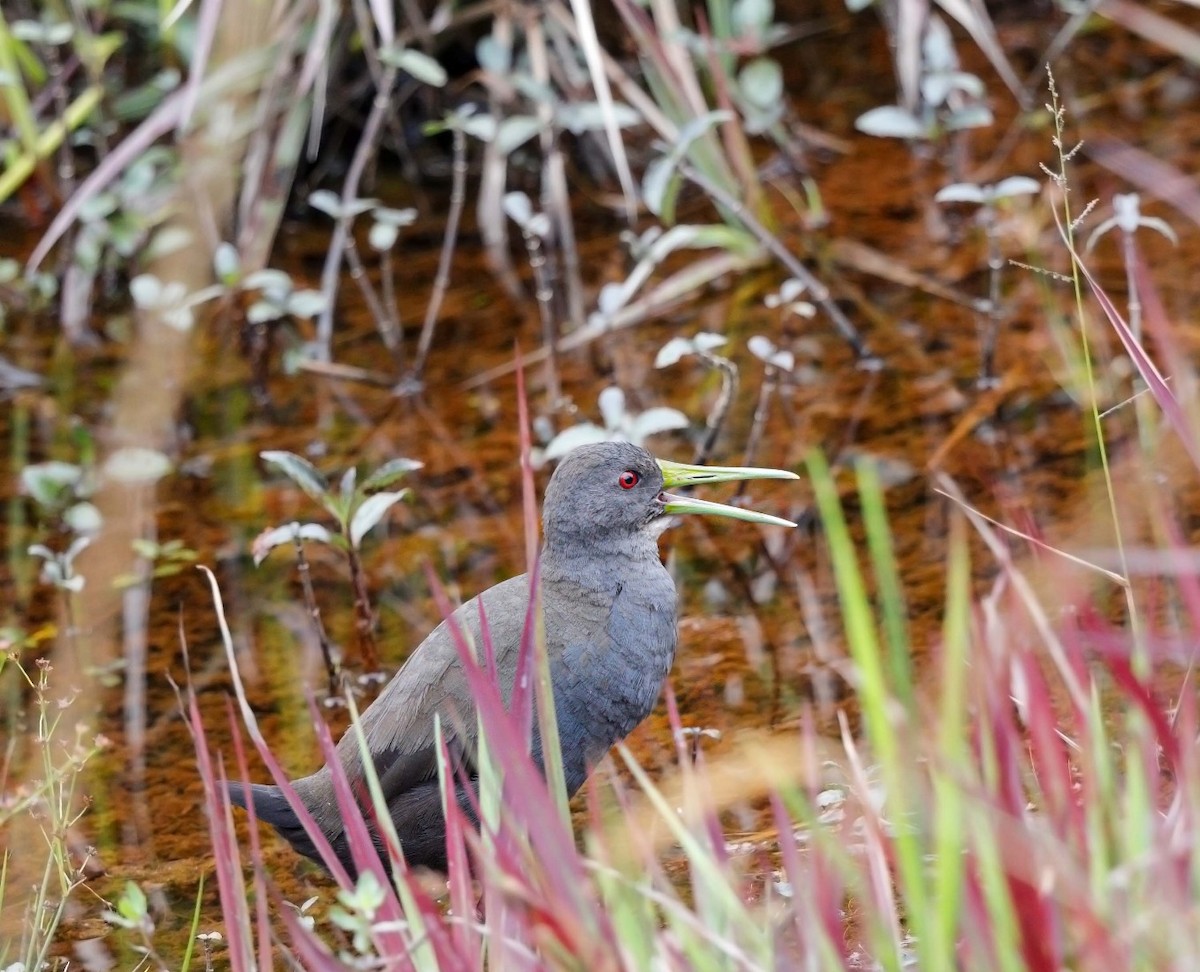 Râle noirâtre - ML645902007