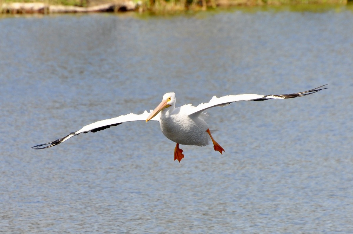 American White Pelican - ML645902009