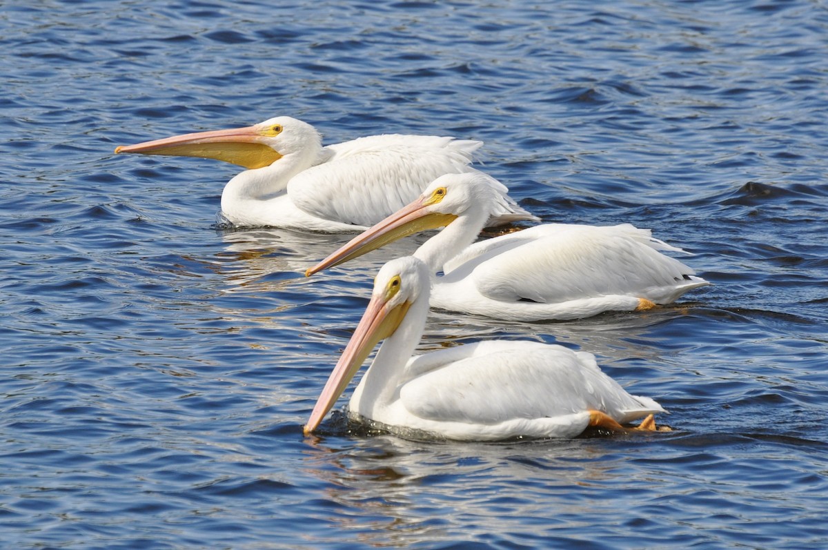 American White Pelican - ML645902010