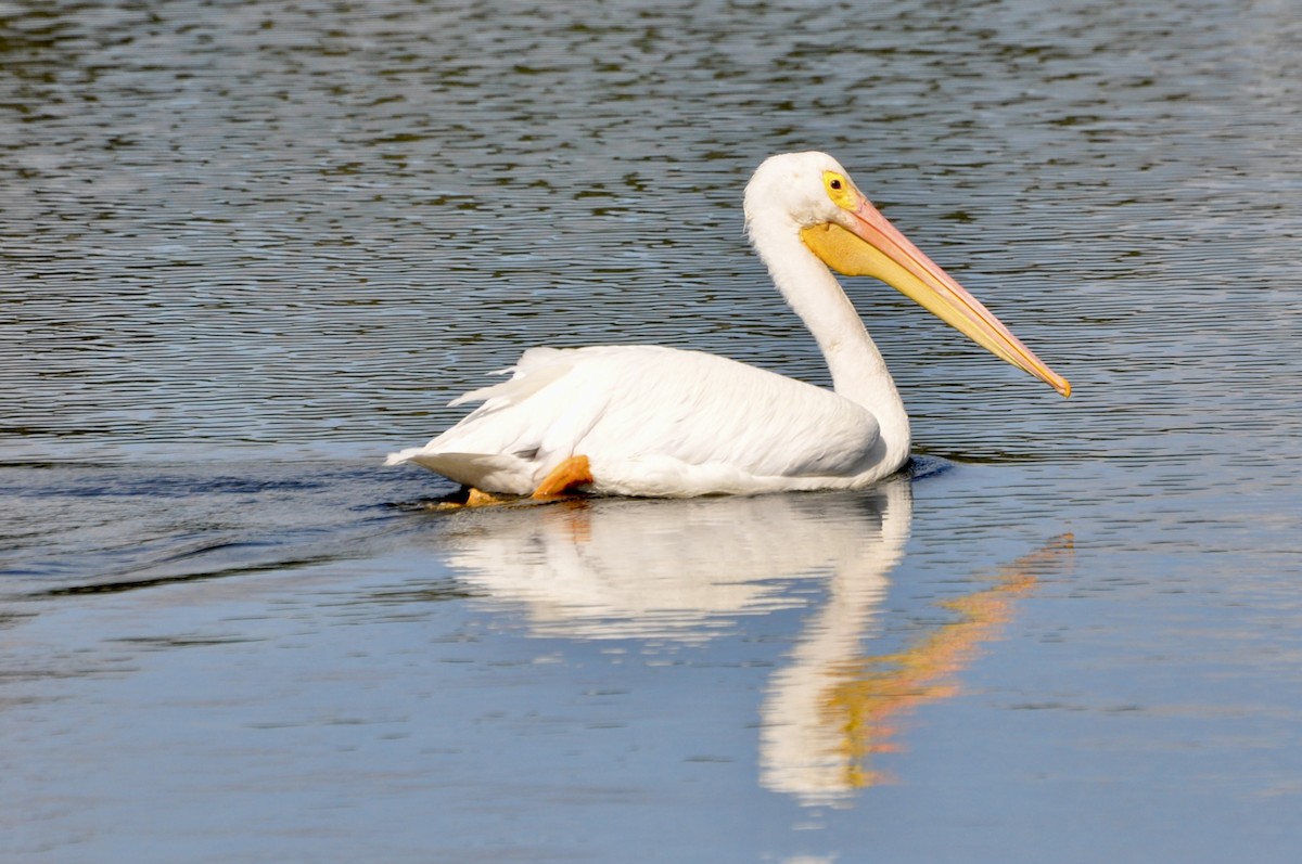 American White Pelican - ML645902011