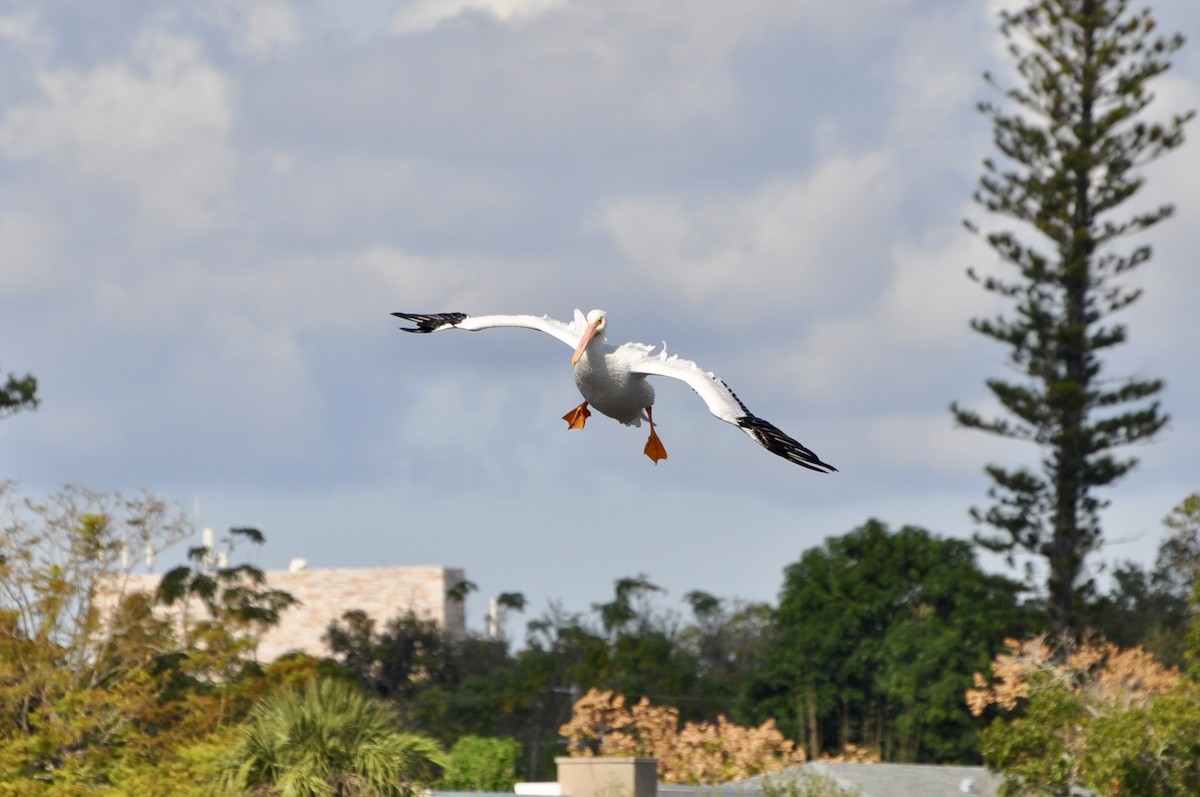 American White Pelican - ML645902012