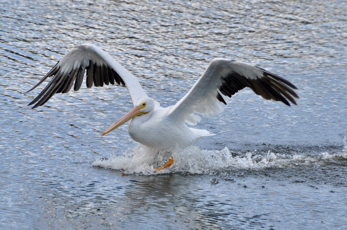 American White Pelican - ML645902013