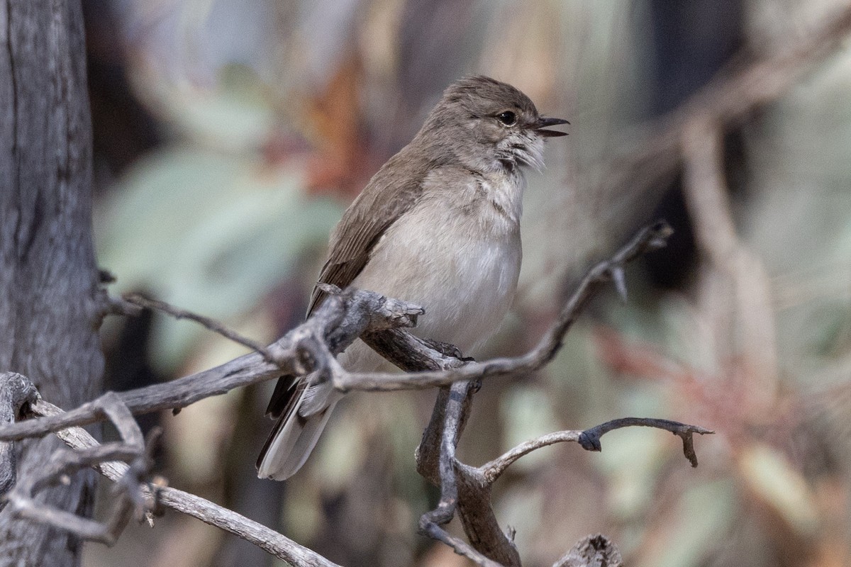 Avustalya Şakıcı Sinekkapanı - ML645902016