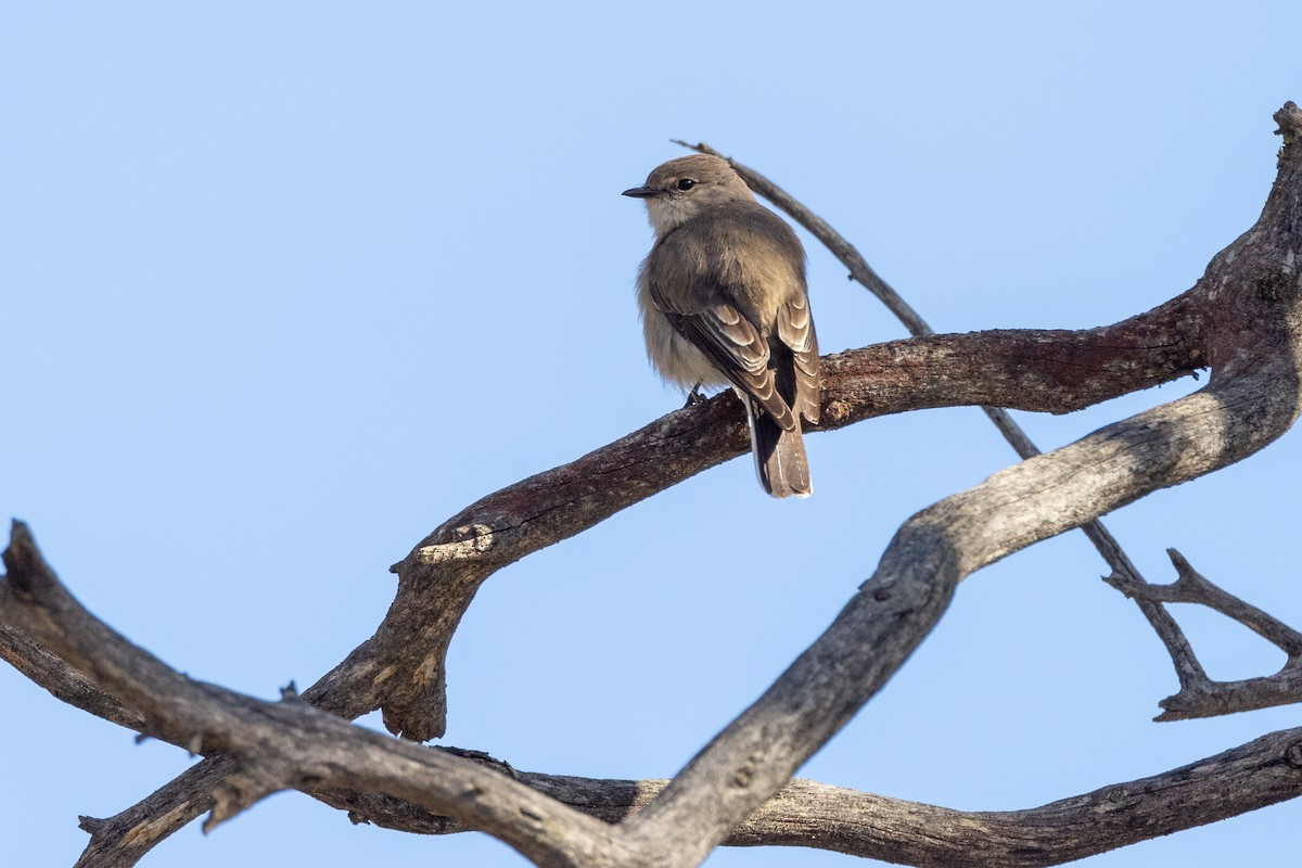 Avustalya Şakıcı Sinekkapanı - ML645902017