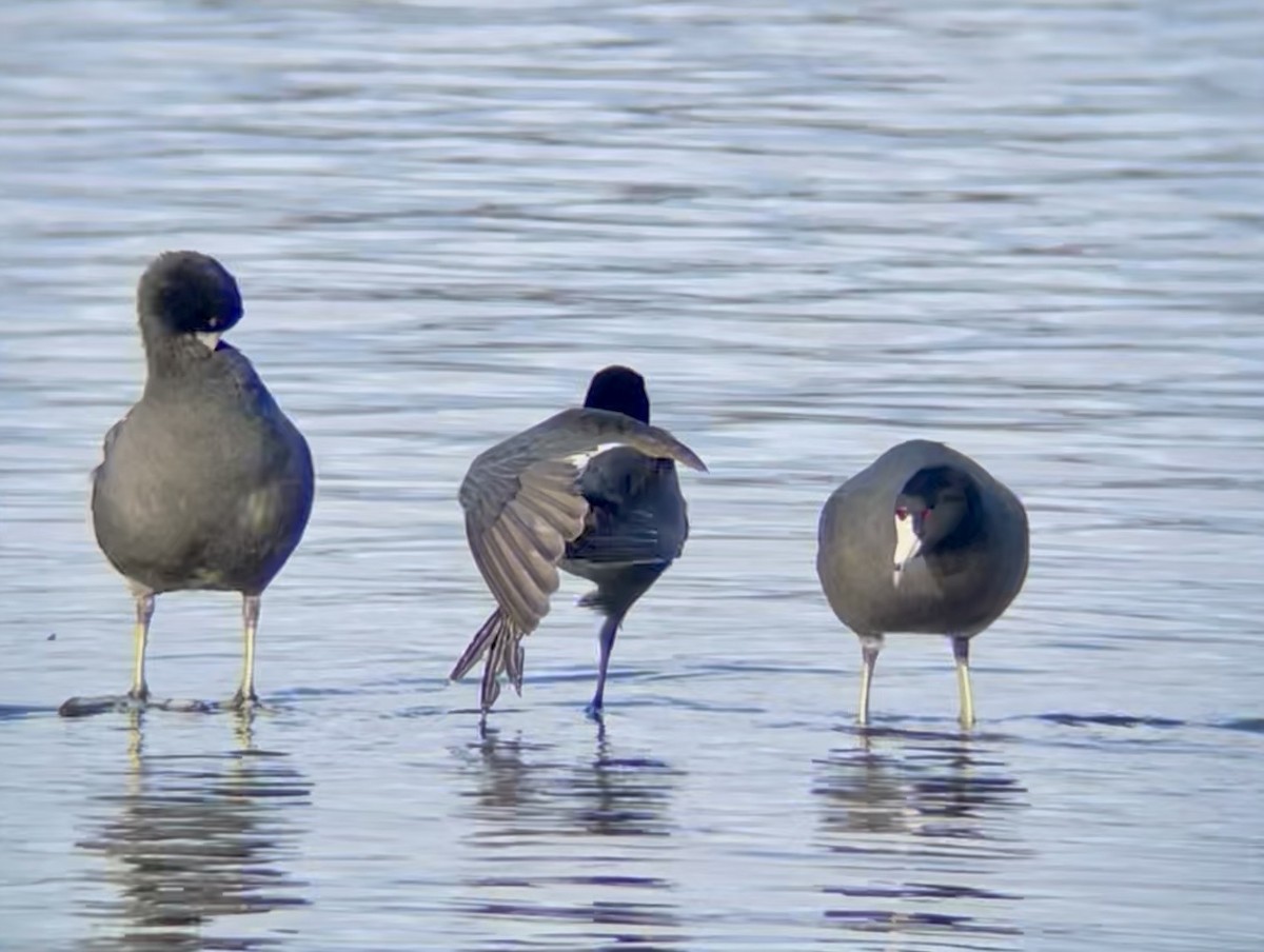 American Coot - ML645902018
