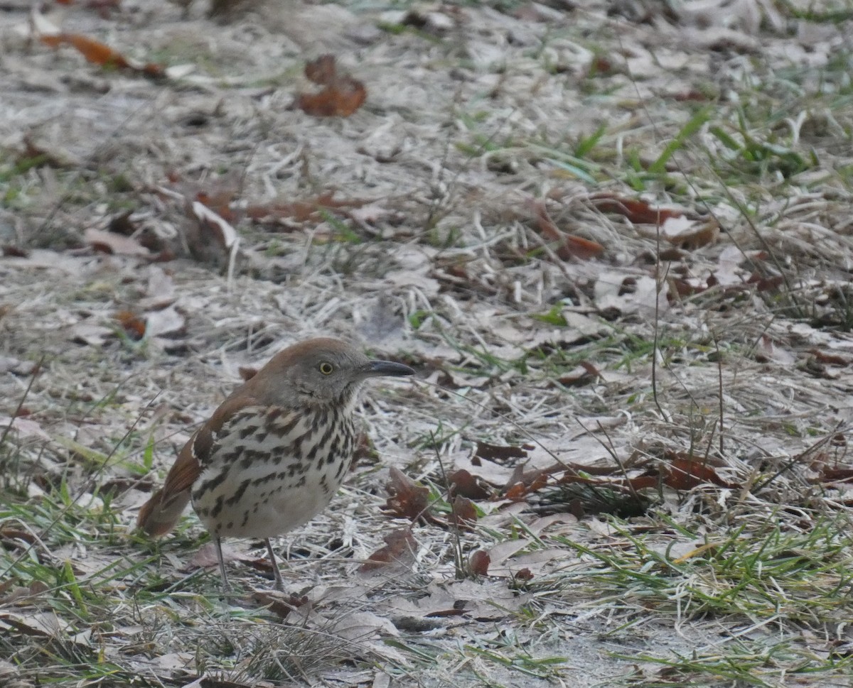 דשוש חום - ML645902021