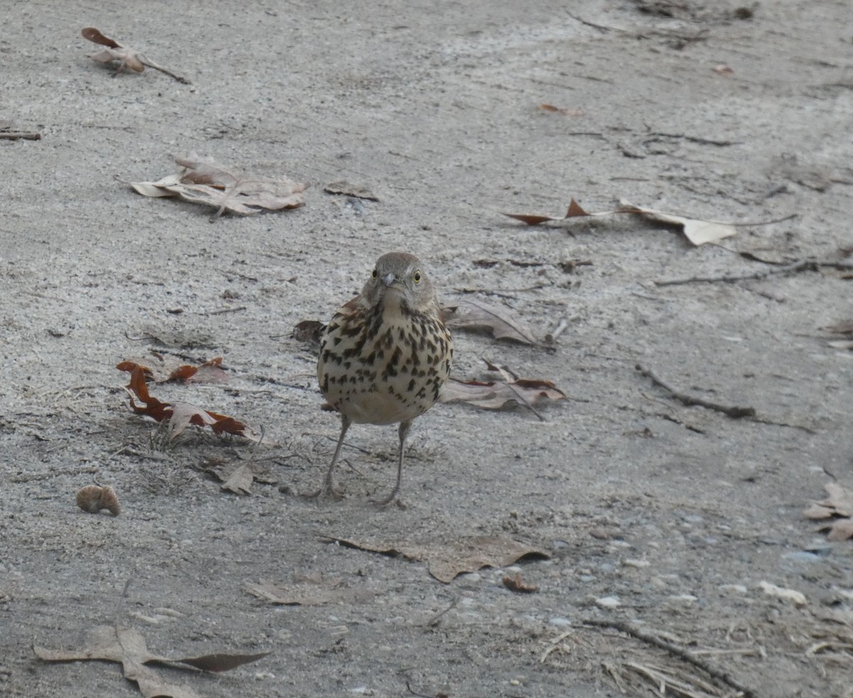 דשוש חום - ML645902023