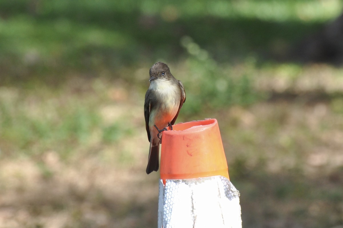 Eastern Phoebe - ML645902025
