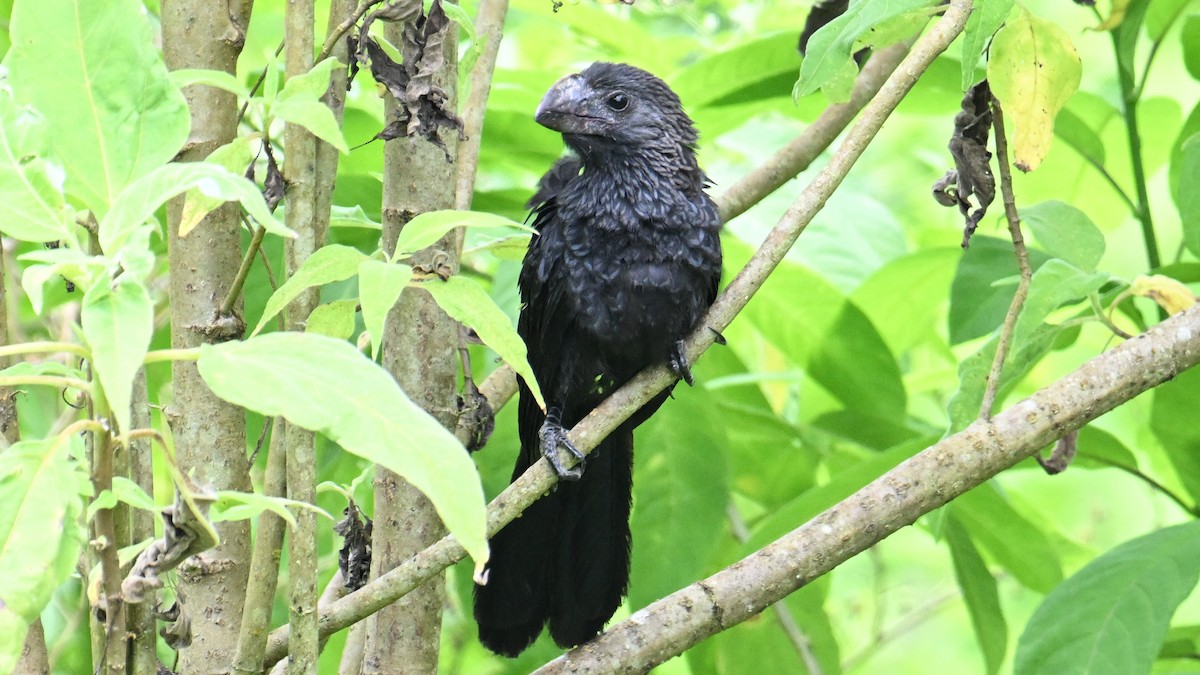 Ані товстодзьобий - ML645902029