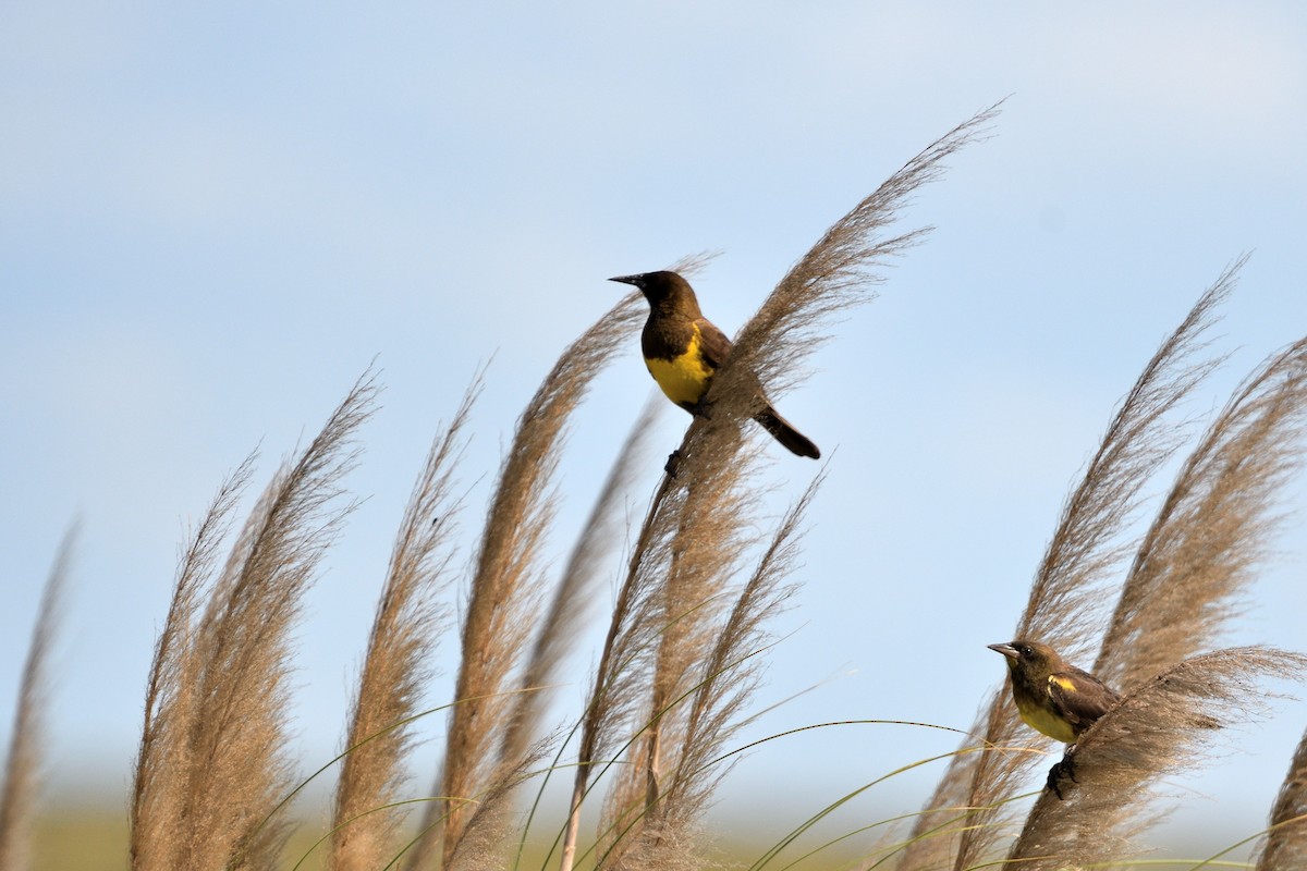 Brown-and-yellow Marshbird - ML645902052