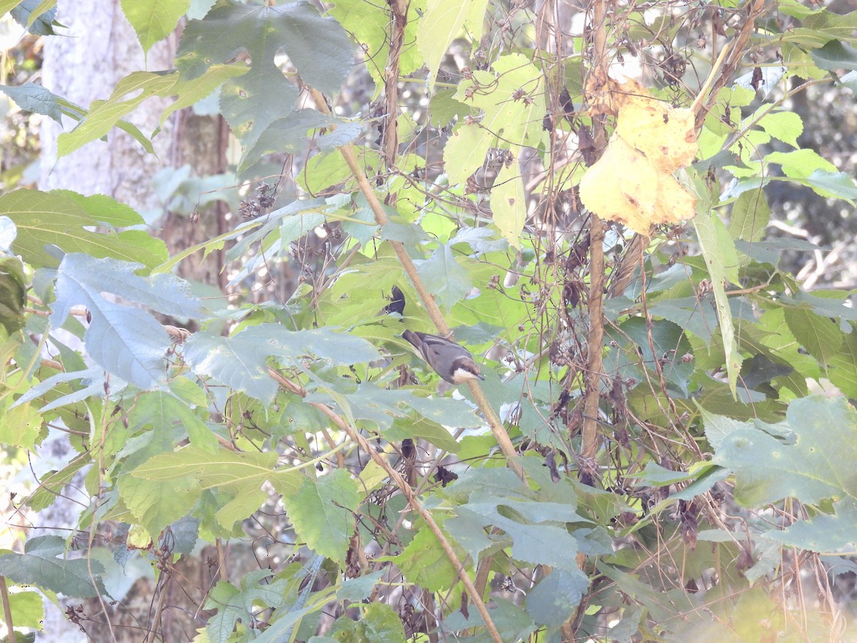 Brown-headed Nuthatch - ML645902068